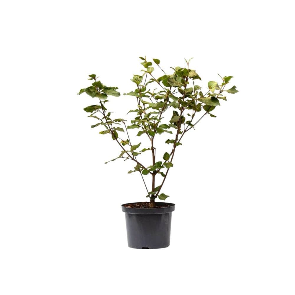 ‘Aurora’ illatos bangita – VIBURNUM CARLESII ‘AURORA’