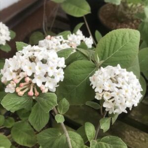 ‘Aurora’ illatos bangita – VIBURNUM CARLESII ‘AURORA’