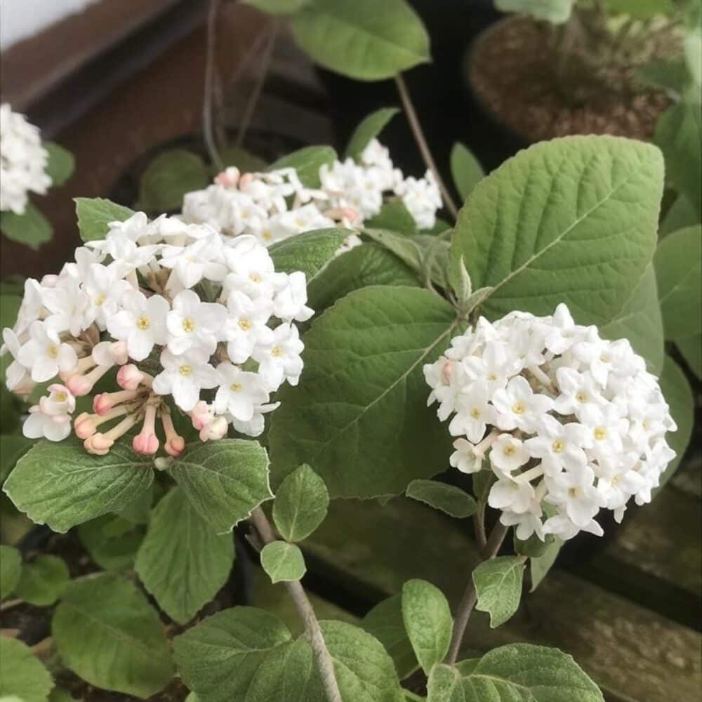 ‘Aurora’ illatos bangita – VIBURNUM CARLESII ‘AURORA’