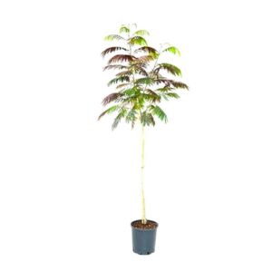 Rózsaszín virágú selyemakác (Albizia julibrissin ‘Evey’s Pride’)