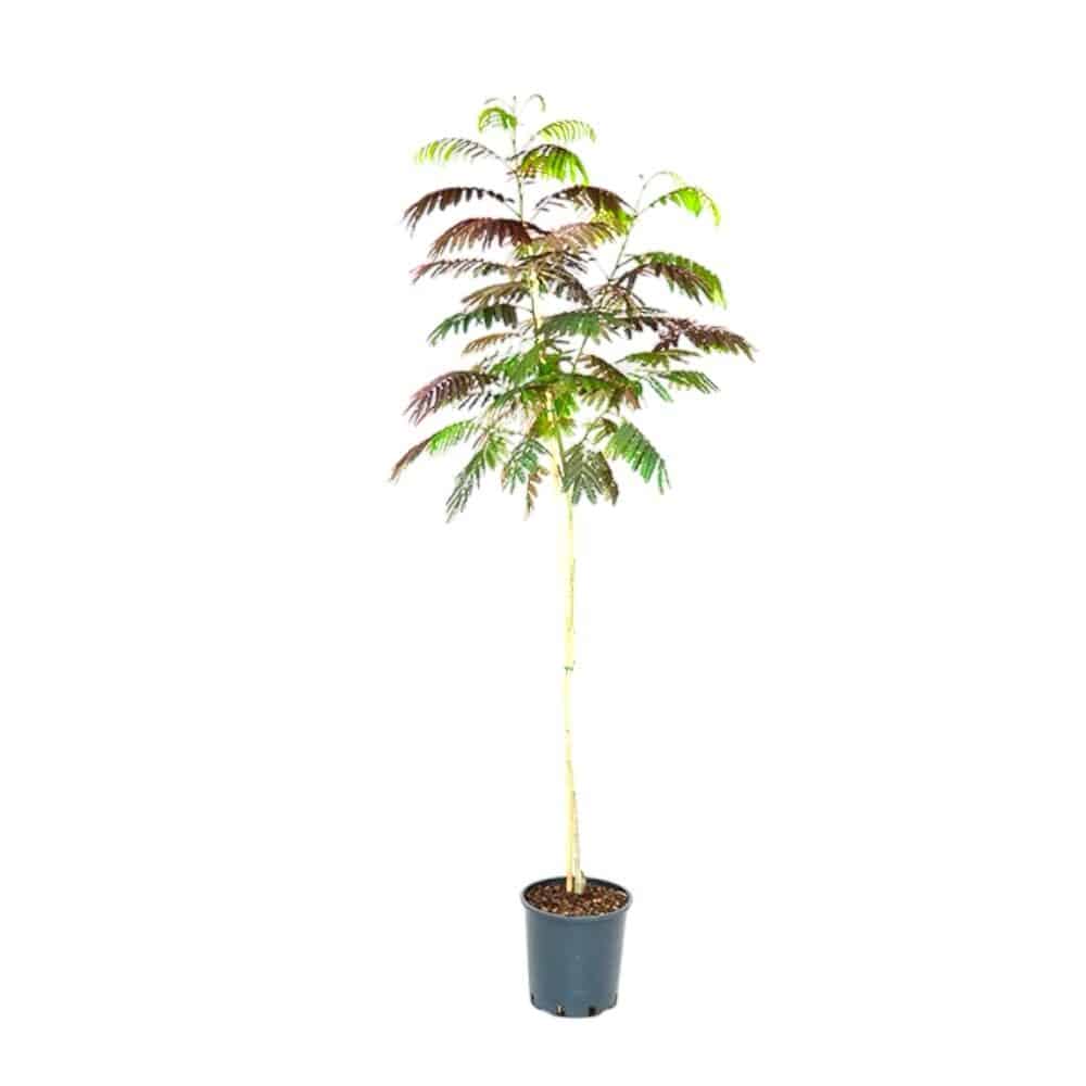 Rózsaszín virágú selyemakác (Albizia julibrissin ‘Evey’s Pride’)