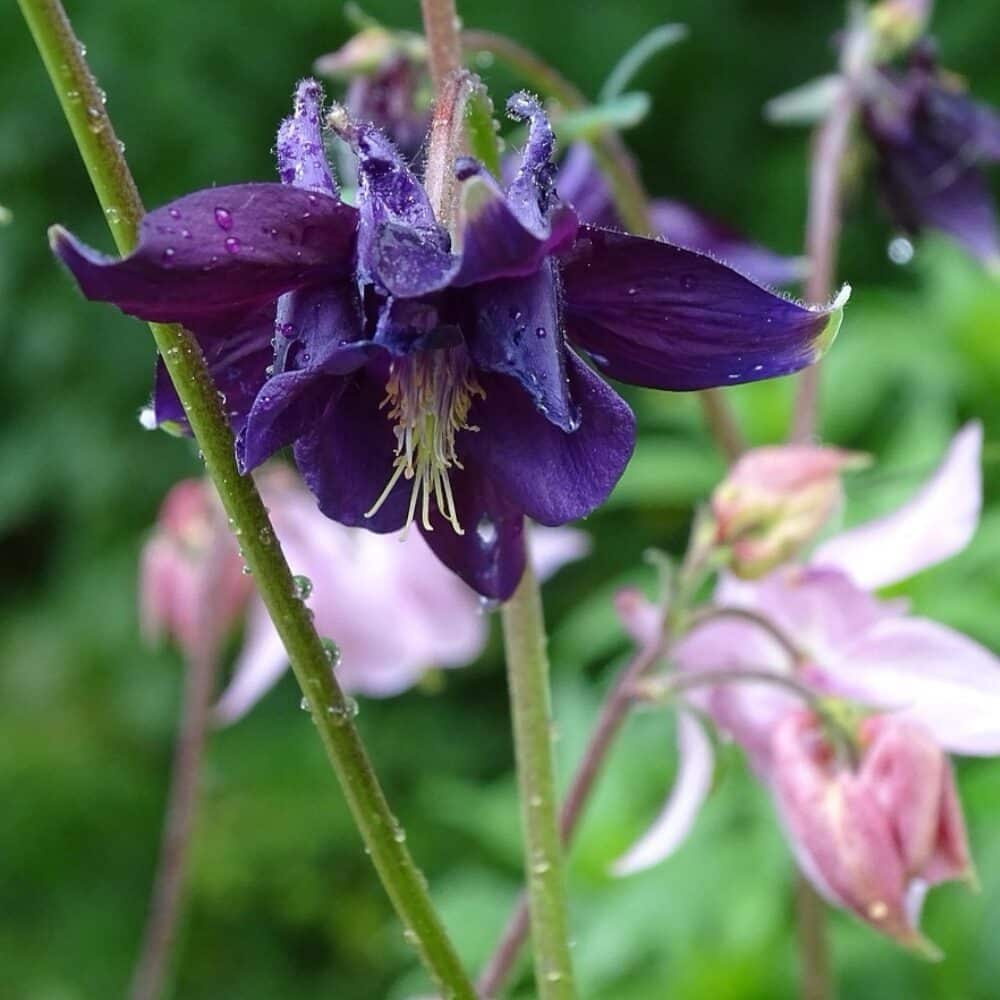 „Nagymama kertje” harangláb – AQUILEGIA VULGARIS ‘GRANDMOTHER’S GARDEN’