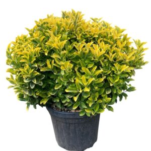 Gömb aranytarka japán kecskerágó (Euonymus japonicus ‘Elegant Aureus’)