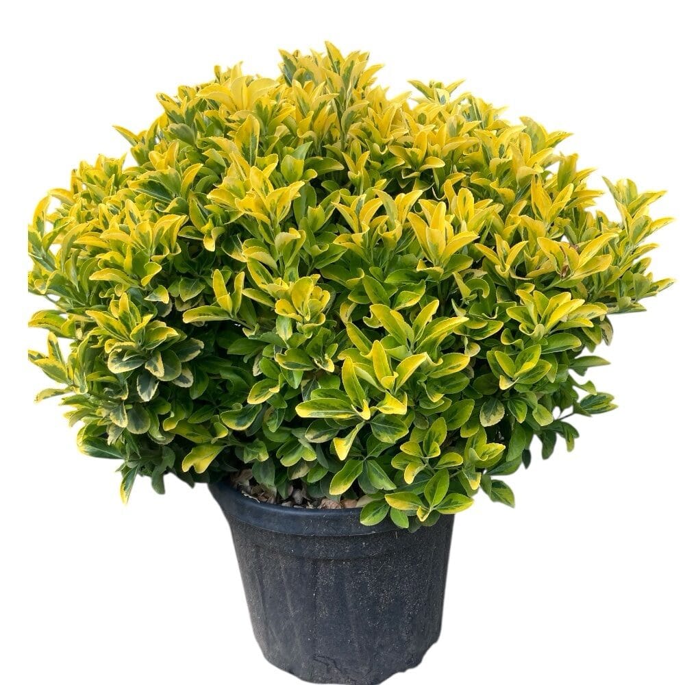 Gömb aranytarka japán kecskerágó (Euonymus japonicus ‘Elegant Aureus’)