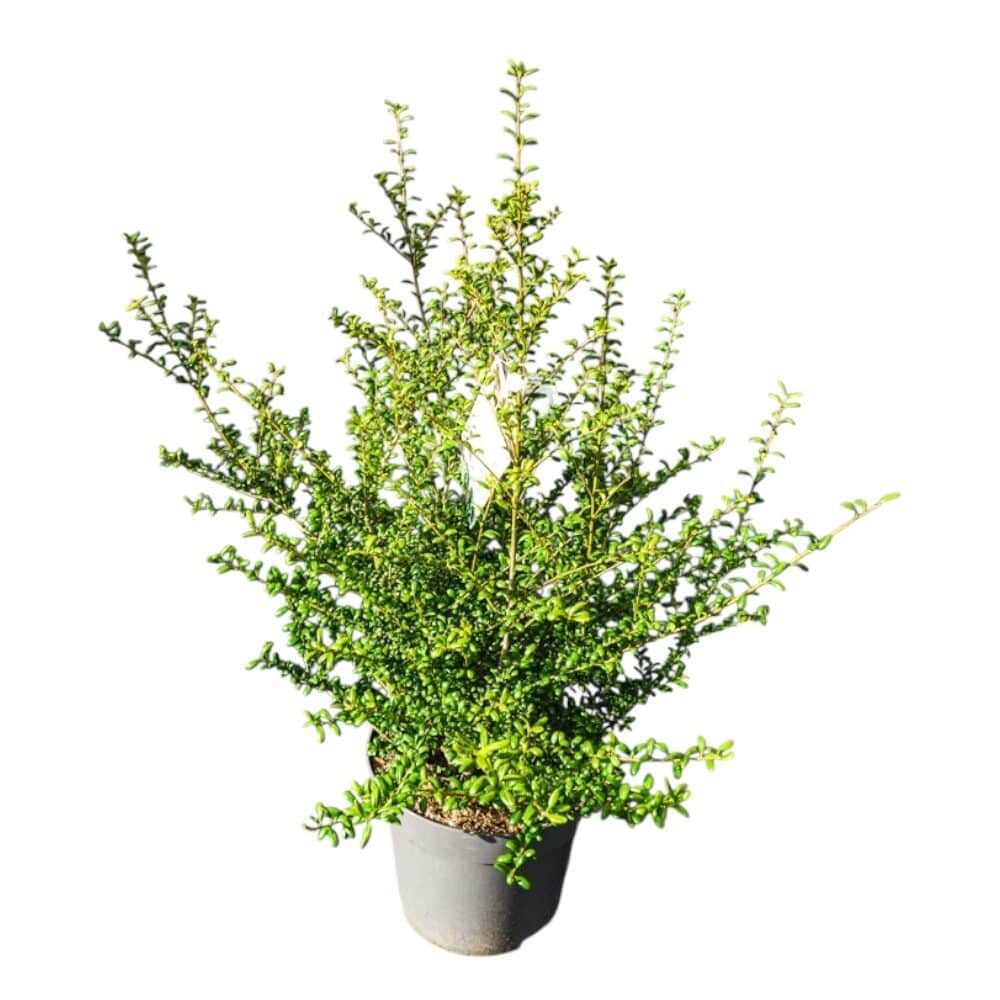 Domború levelű japán magyal – Ilex crenata ‘convexa’