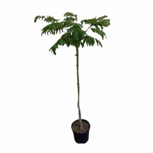 Ernyős koronájú selyemakác (Albizia Julibrissin ‘Ombrella’)