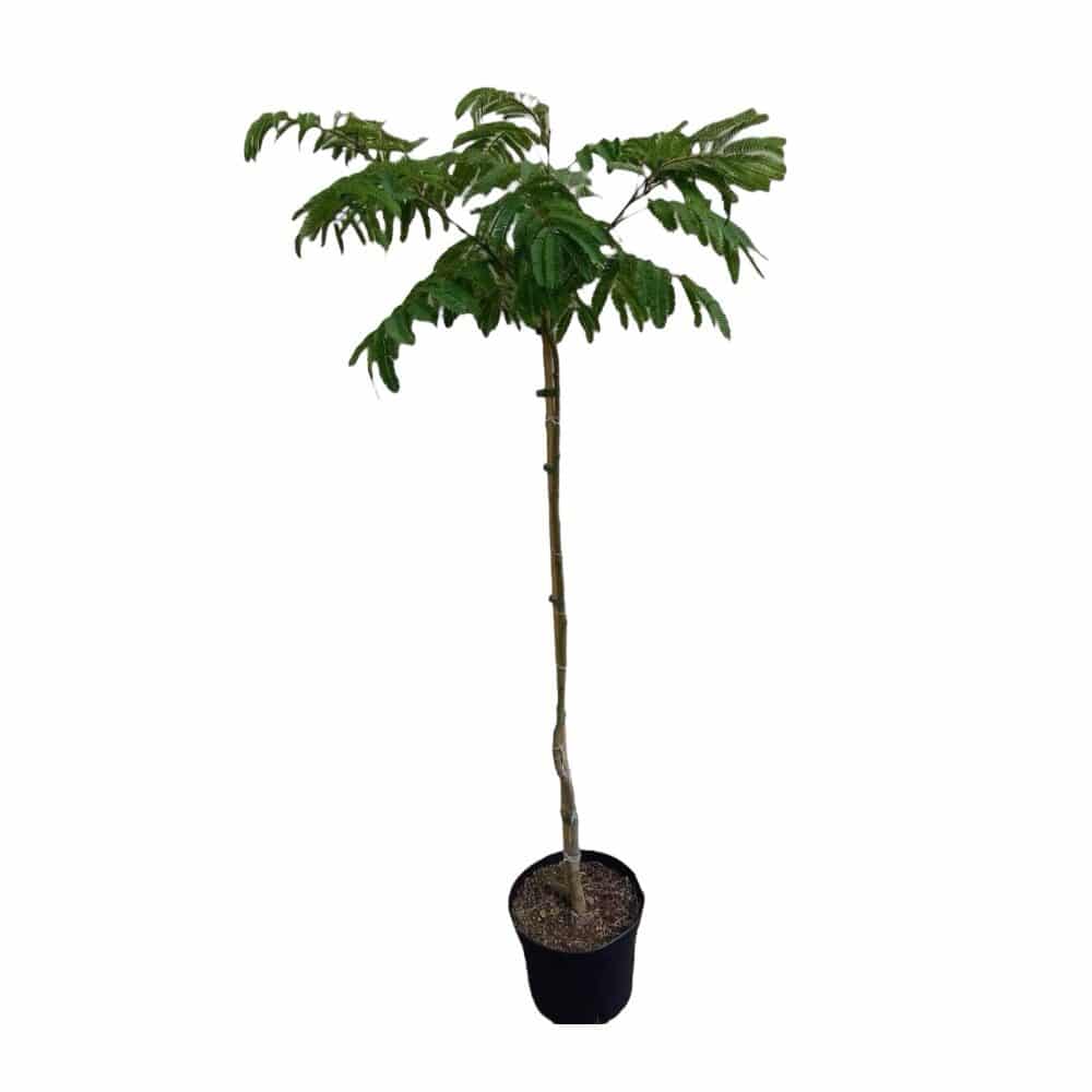 Ernyős koronájú selyemakác (Albizia Julibrissin ‘Ombrella’)