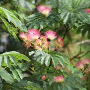 Ernyős koronájú selyemakác (Albizia Julibrissin ‘Ombrella’)