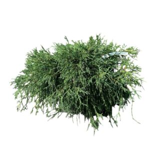 Arany hamisciprus (chamaecyparis pisifera ‘sungold’)