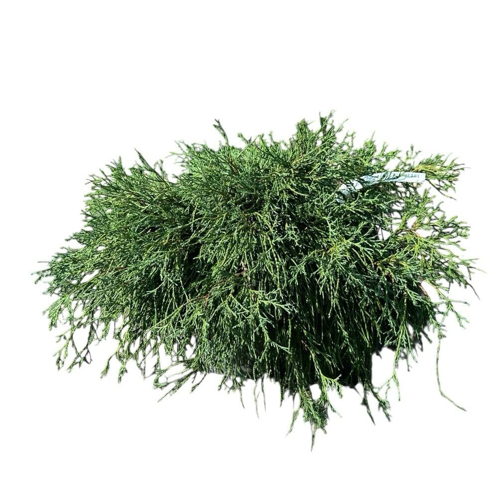 Arany hamisciprus (chamaecyparis pisifera ‘sungold’)
