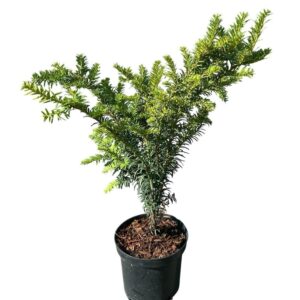 Aranytarka tiszafa (taxus baccata ‘goldstrike’)