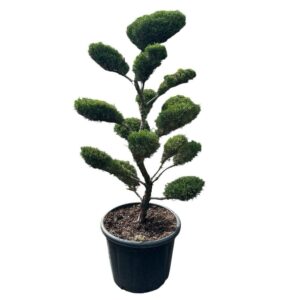 ‘Mint Julep’ hibrid boróka bonsai – (juniperus media ‘mint julep’)