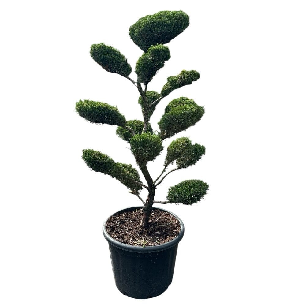 ‘Mint Julep’ hibrid boróka bonsai – (juniperus media ‘mint julep’)