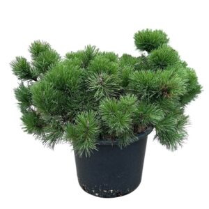 Törpefenyő (pinus mugo var. pumilio)