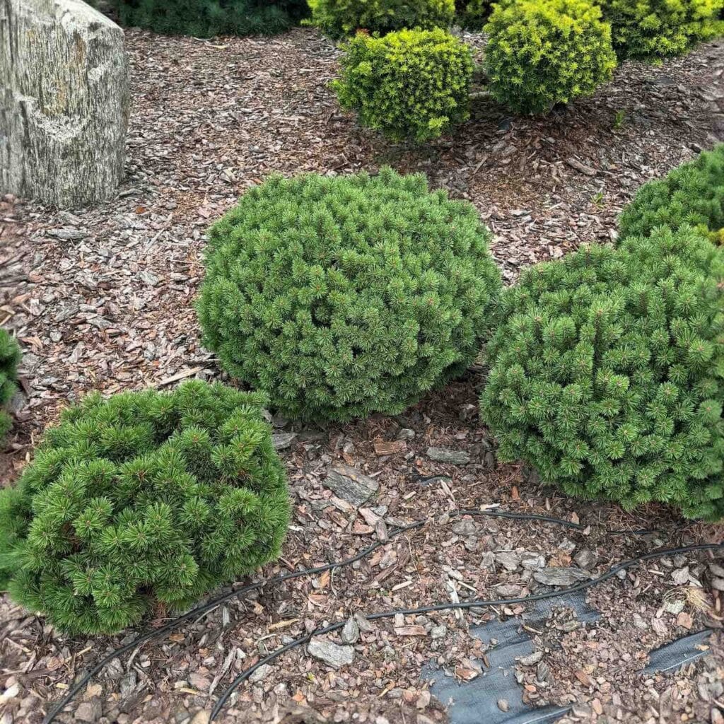 Törpefenyő (pinus mugo var. pumilio)