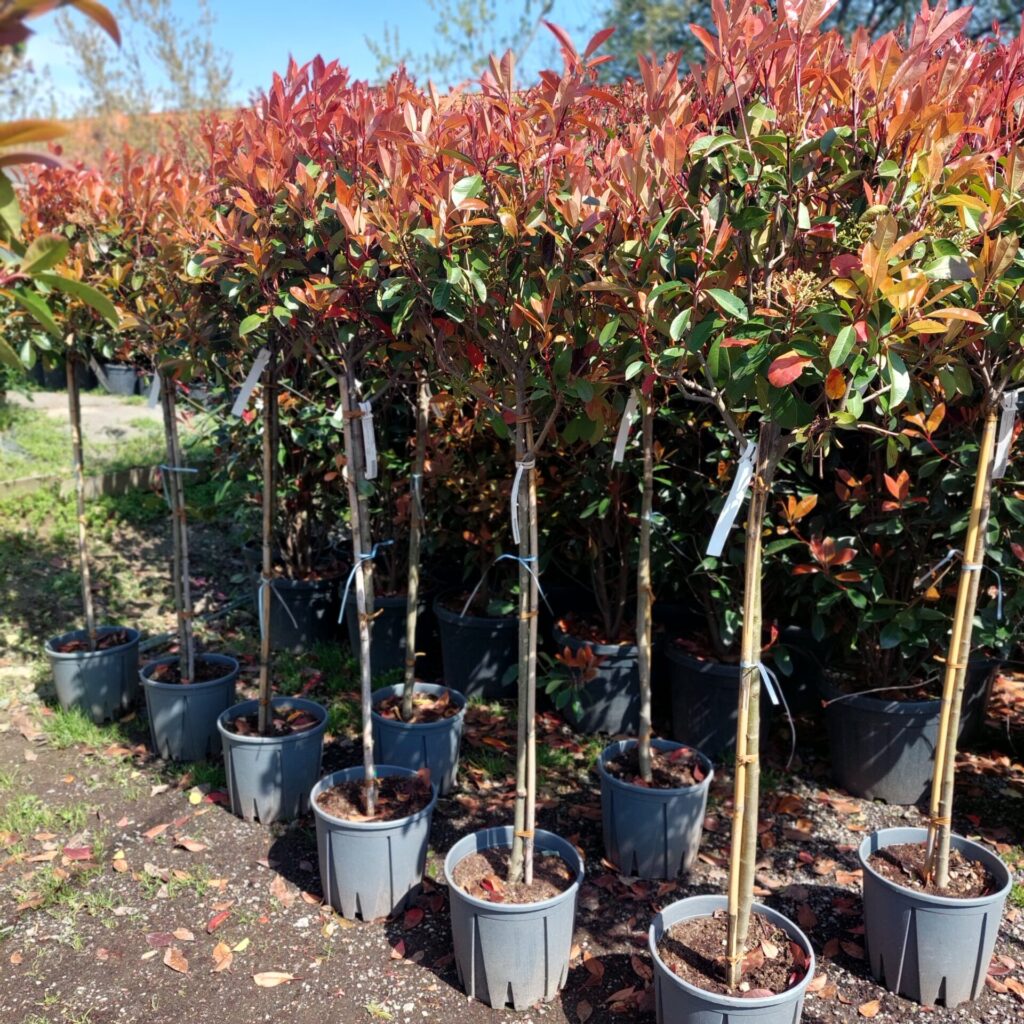 Korallberkenye fa (Photinia serrulata ‘Red Robin’)