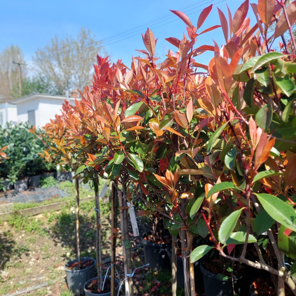 Korallberkenye fa (Photinia serrulata ‘Red Robin’)