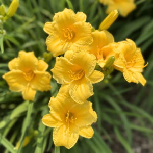 Sásliliom (HEMEROCALLIS ‘STELLA D’ORO’)