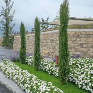 Oszlopos ciprus – CUPRESSUS SEMPERVIRENS ‘PYRAMIDALIS’