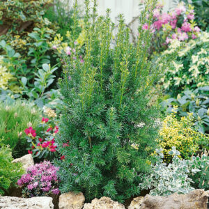 Tiszafa (gyorsan növő) – TAXUS MEDIA ‘HICKSII’