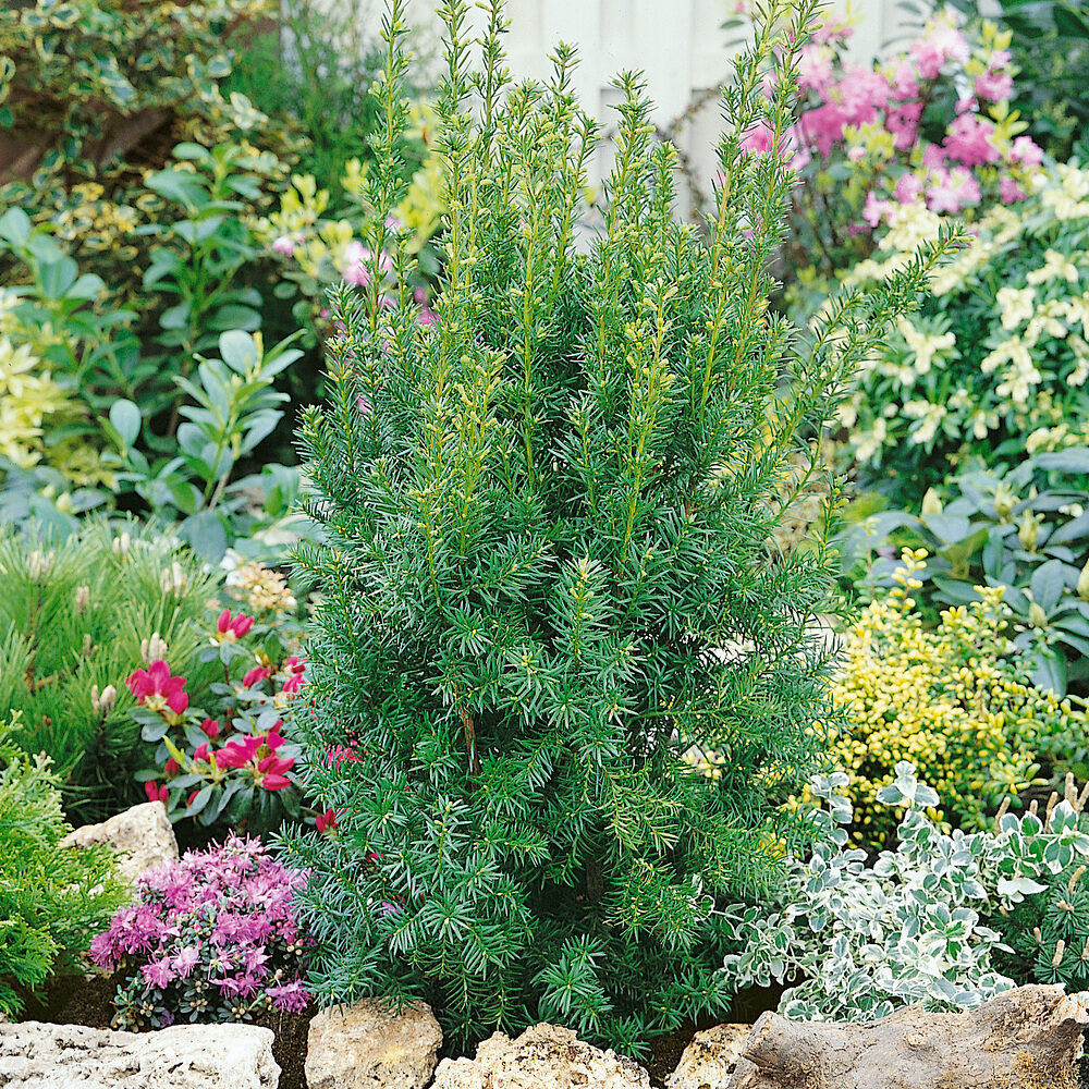 Tiszafa (gyorsan növő) – TAXUS MEDIA ‘HICKSII’