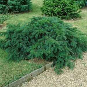 Terülő tiszafa (taxus baccata ‘repandens’)