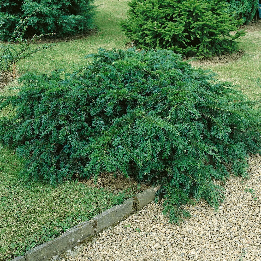 Terülő tiszafa (taxus baccata ‘repandens’)