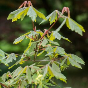 Szürke juhar (acer griseum)