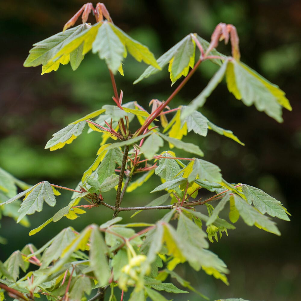 Szürke juhar (acer griseum)