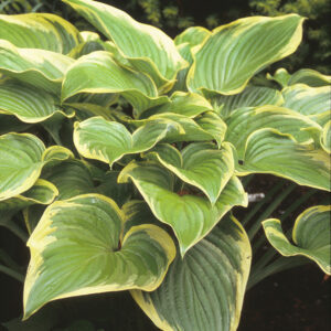Árnyékliliom – HOSTA SP.