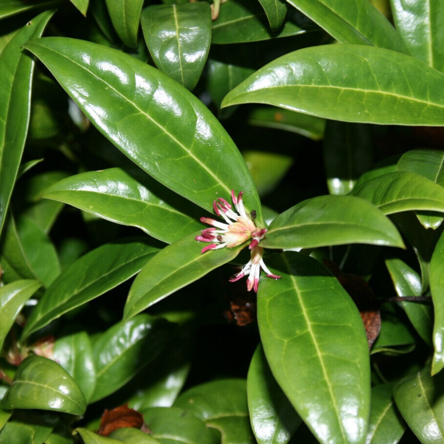 Bogyóspuszpáng – SARCOCOCCA SP.