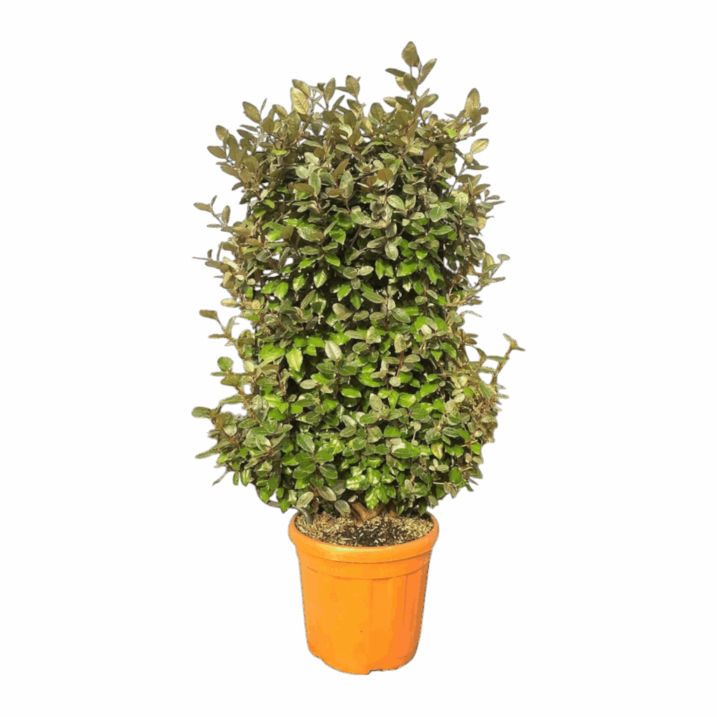 Ezüstfa (futtatott növényfal) – ELAEAGNUS EBBINGEI