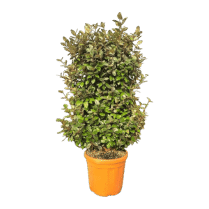 Ezüstfa (futtatott növényfal) – ELAEAGNUS EBBINGEI