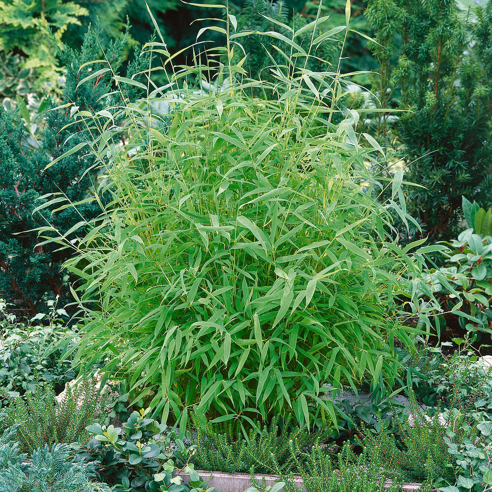 Panda bambusz – FARGESIA MURIELAE ‘RUFA’