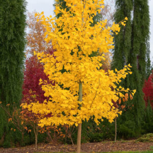 Oszlopos páfrányfenyő (Ginkgo biloba ‘Saratoga’)