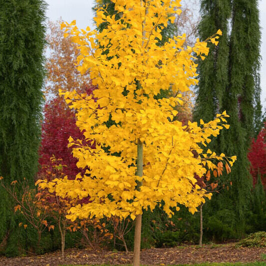 Oszlopos páfrányfenyő (Ginkgo biloba ‘Saratoga’)