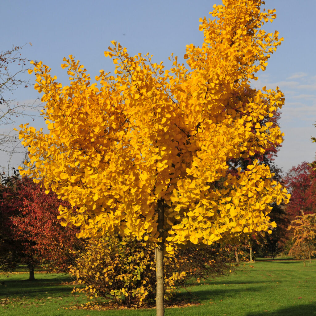 Páfrányfenyő (Ginkgo biloba ‘Princeton Sentry’)