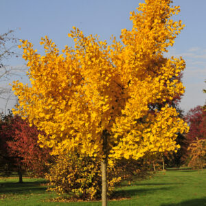 Páfrányfenyő (Ginkgo biloba ‘Princeton Sentry’)