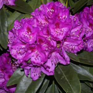 Havasszépe (Rhododendron ‘Anah Kruschke’ (lila)