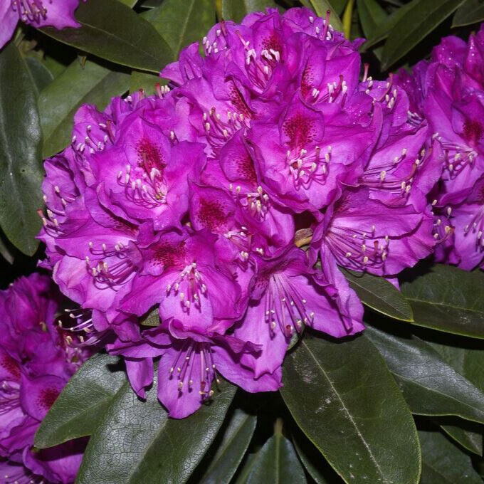 Havasszépe (Rhododendron ‘Anah Kruschke’ (lila)