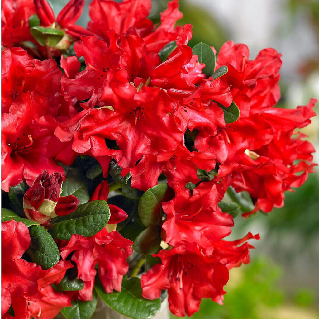 Havasszépe (Rhododendron ‘Bengal’) (piros)