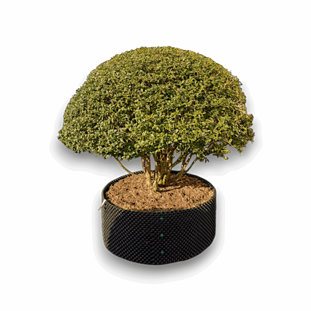 Illatos bangófa – OSMANTHUS BURKWOODII (TÖBB TÖRZSŰ GOMBA)