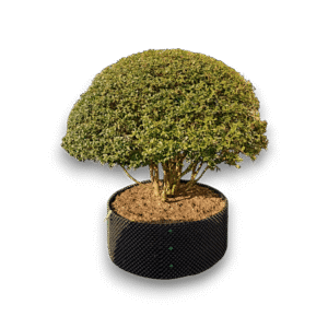 Illatos bangófa – OSMANTHUS BURKWOODII (TÖBB TÖRZSŰ GOMBA)