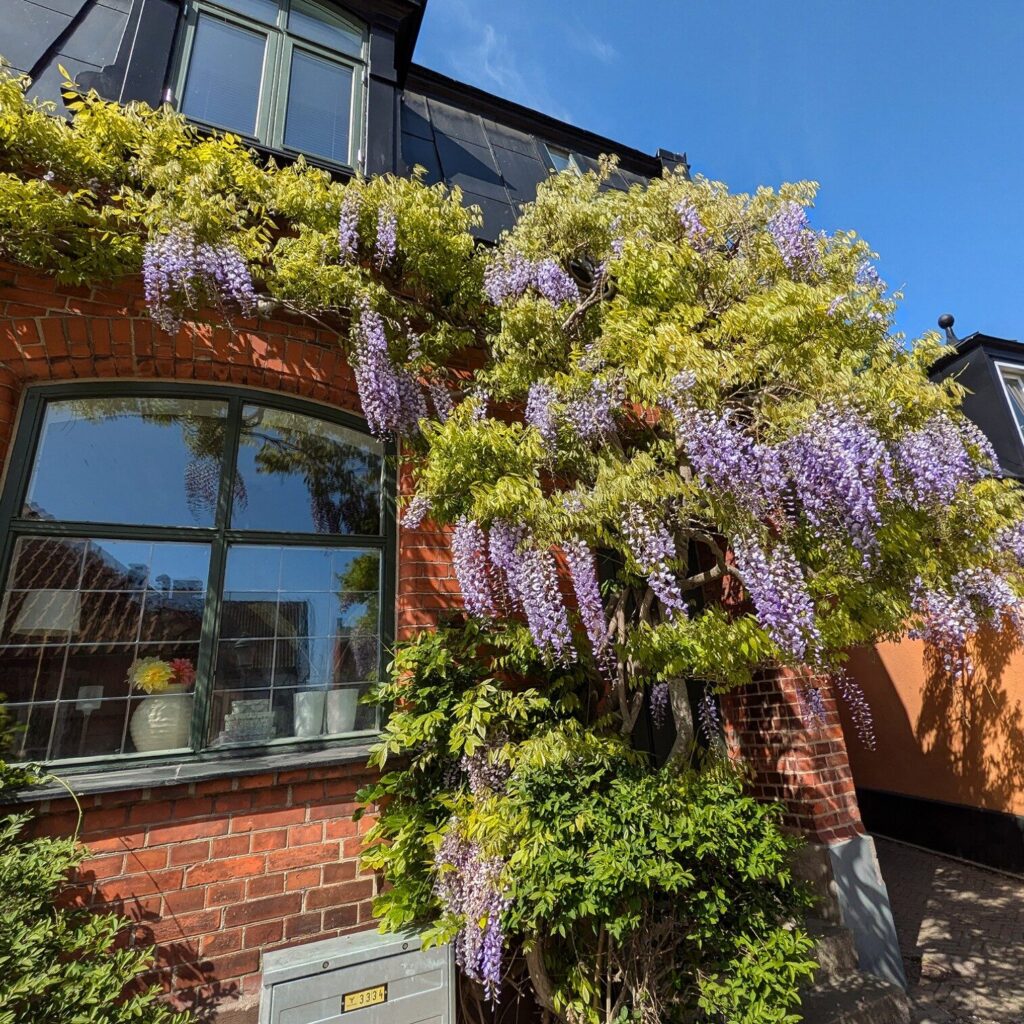 Kínai lilaakác kapú – WISTERIA SINENSIS (KÉK)