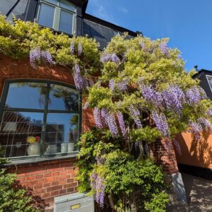 Kínai lilaakác kapú – WISTERIA SINENSIS (KÉK)