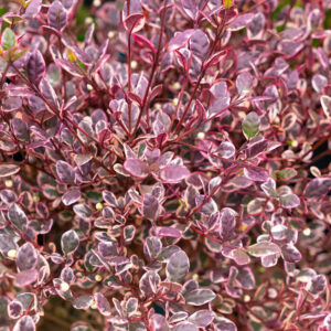 Mirtuszcserje – LOPHOMYRTUS RALPHII ‘MAGIC DRAGON’