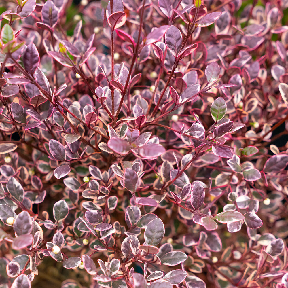 Mirtuszcserje – LOPHOMYRTUS RALPHII ‘MAGIC DRAGON’