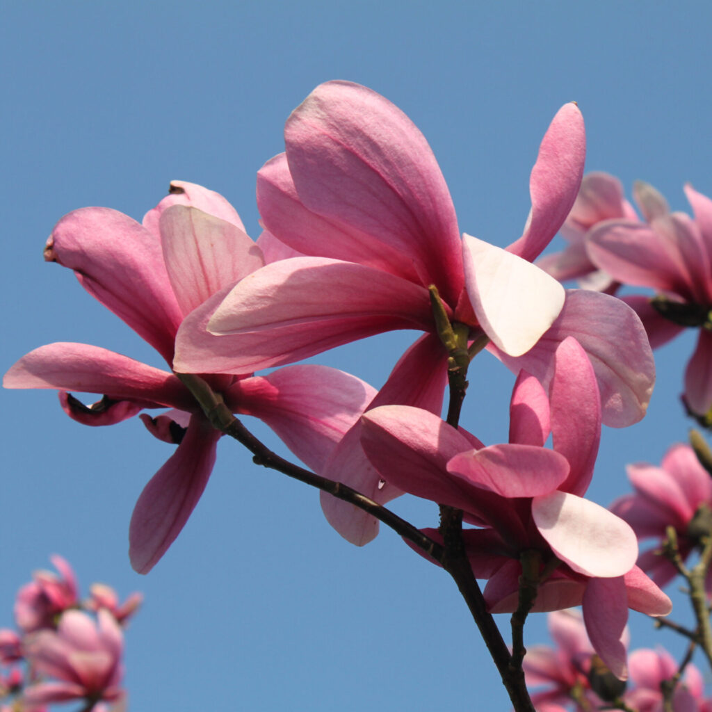 Liliomfa (Magnolia ‘Galaxy’)