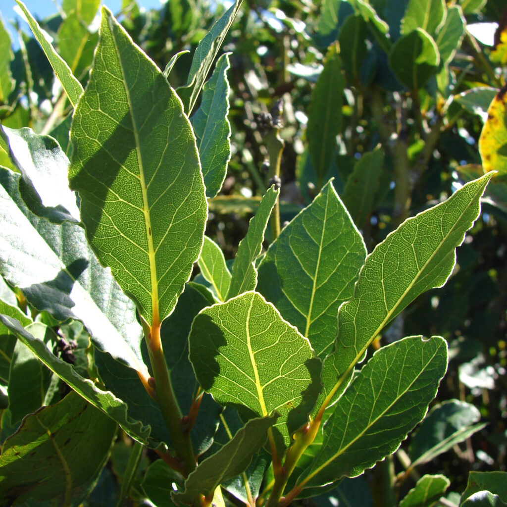 Nemes babér (Laurus nobilis)
