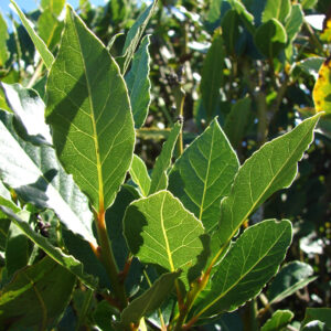 Nemes babér (Laurus nobilis)